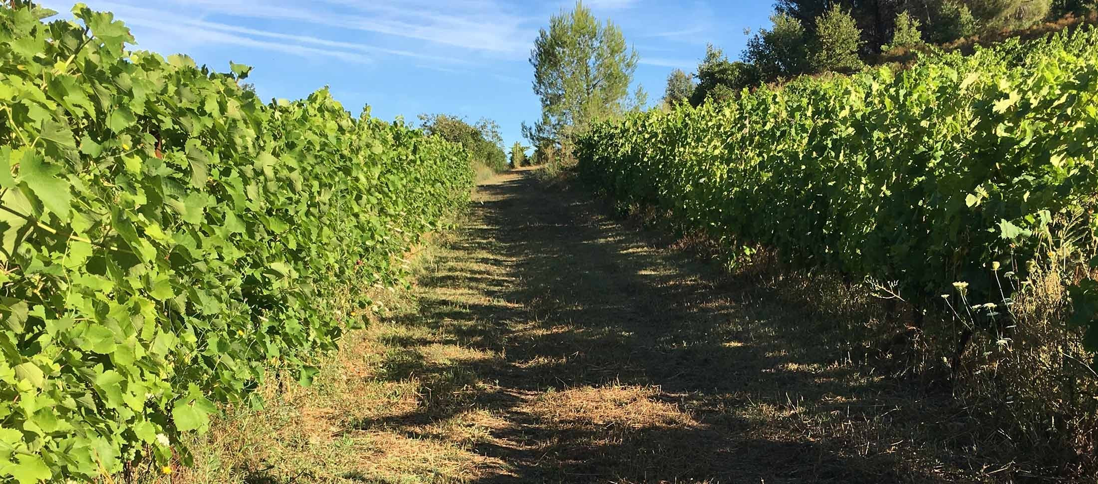 Grand Vin du Languedoc